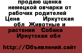 продаю щенка немецкой овчарки от рабочих родителей › Цена ­ 8 000 - Иркутская обл. Животные и растения » Собаки   . Иркутская обл.